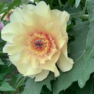 Meet your Posher, Suzanne